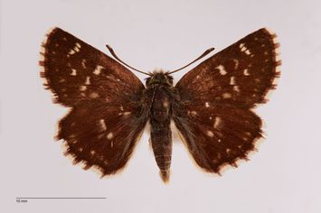 Vorschaubild Spialia orbifer r. tesselloides v. postesseloides Verity, 1938